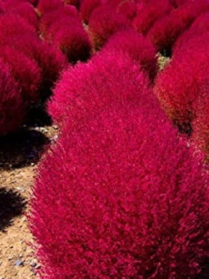 Kochia Scoparia Firebush Red Shrub Seeds, pack of 100