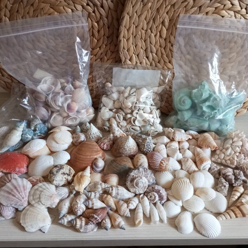 Natural seashell collection, various sizes and shapes, 2kg