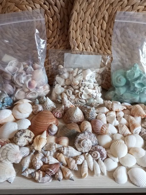 Natural seashell collection, various sizes and shapes, 2kg