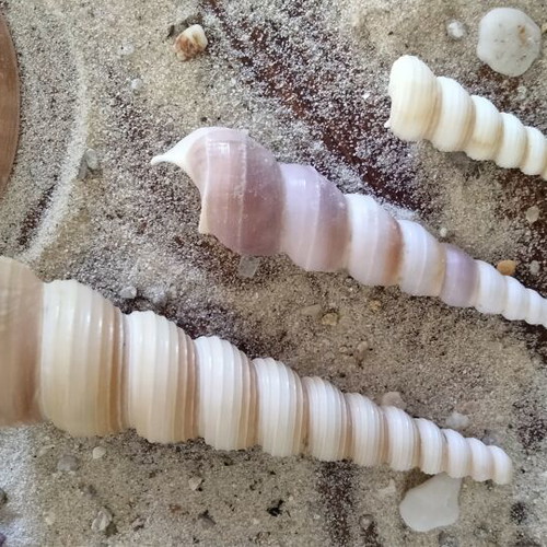 Turritella Seashells new, natural spiral shells for decoration