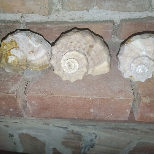 Large natural vintage Rapana sea shells from the Black Sea, set of 3