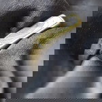 Сребърен пръстен с морски седеф използван, 3гр, 18мм