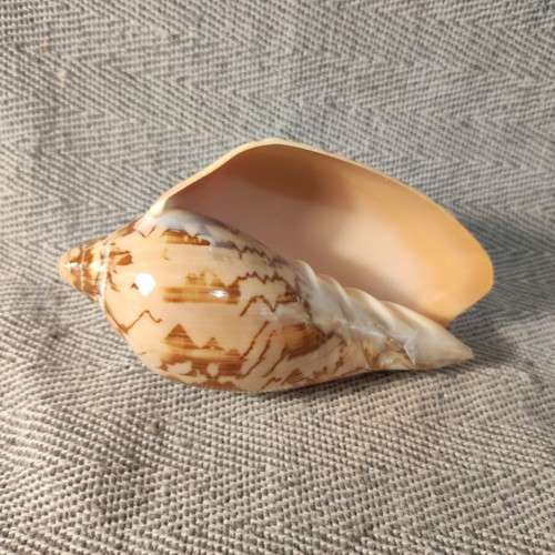 Voluta seashell like new, 13x7x6cm