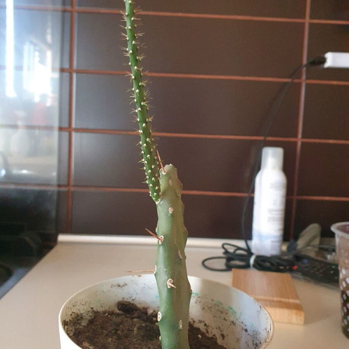 Opundia cactus like new