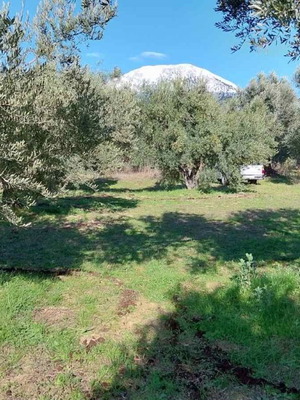 Εξαιρετικά παρθένο ελαιόλαδο 17 lt κατόπιν παραγγελίας από Δίρφυς Ευβοίας