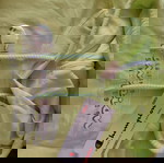 Γυναικεία καινούρια μπλούζα champion 10€