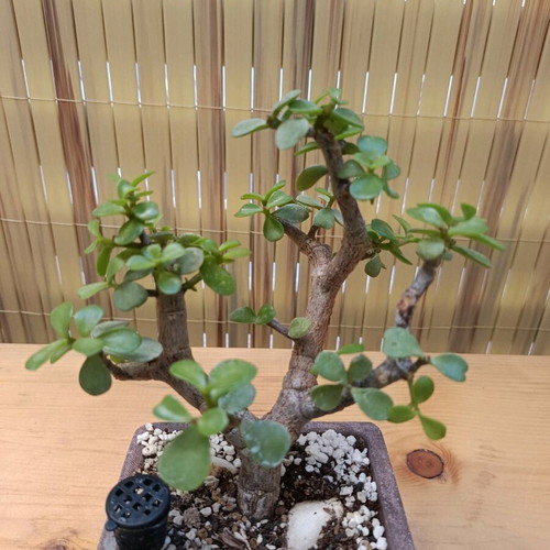 Portulacaria afra Bonsai 18cm new