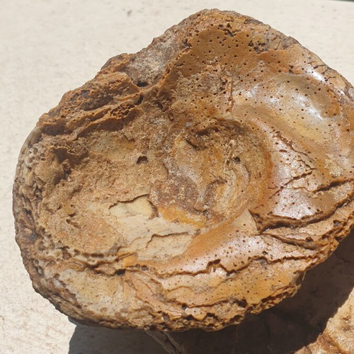 Fossilized Oyster Ostrea soap dish new