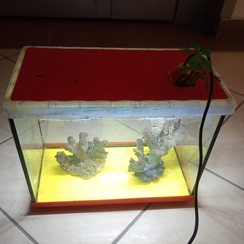 Glass aquarium with decorative corals and lighting, used