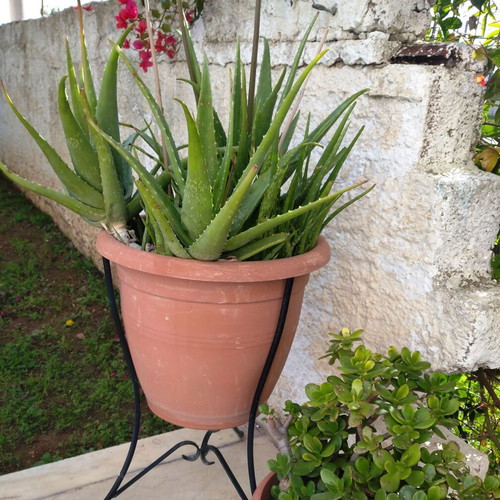 Aloe Vera medicinal plant tree-like new