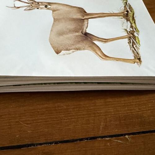 Artis Historia Vintage Mammals Illustration Lot, 120 Prints, 1971