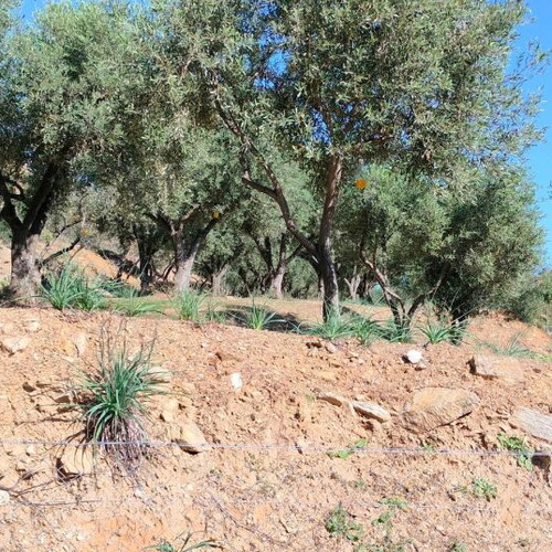Οικόπεδο 4.047 τ.μ. γωνιακό με ελαιόδεντρα και γεώτρηση στις Νέες Παγάσες