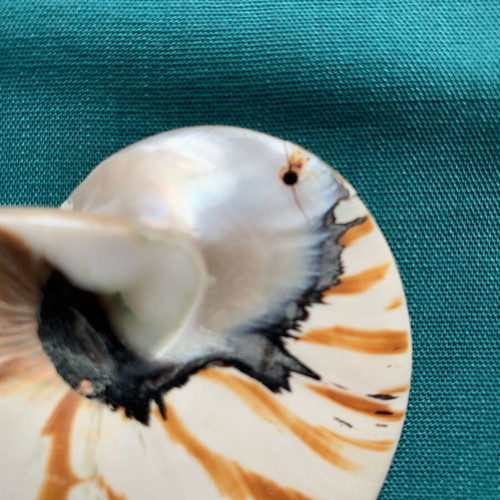 Nautilus half shell decorative, like new