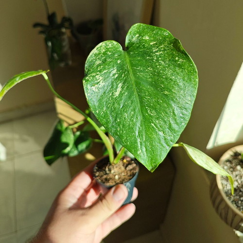 Monstera Mint plant