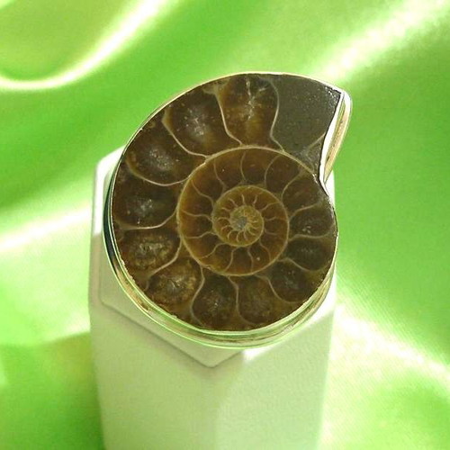 Ammonite ring in 925 silver new