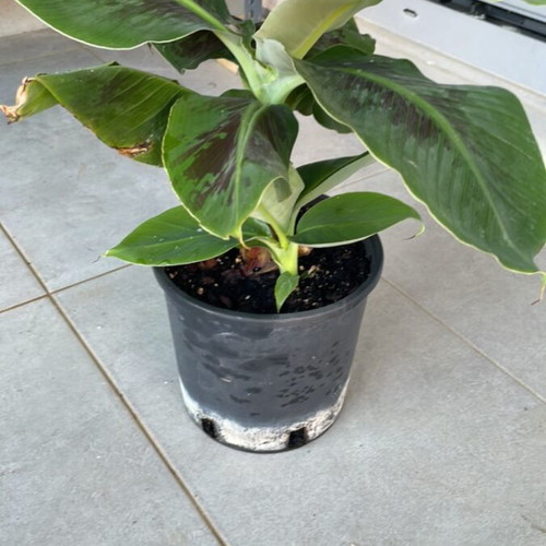 Banana plant 22cm new, plus 1 small