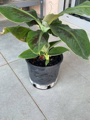 Banana plant 22cm new, plus 1 small
