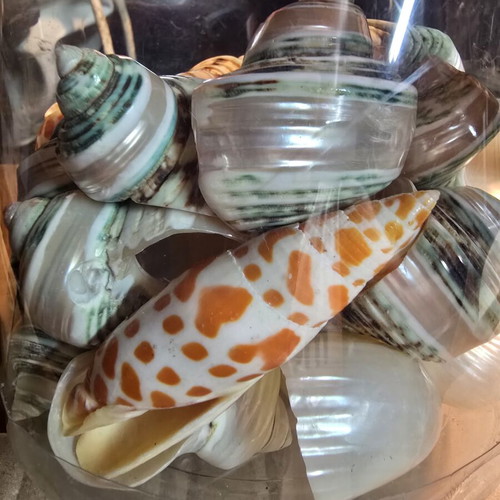 Natural large green Turbo shells set, decorative seashells