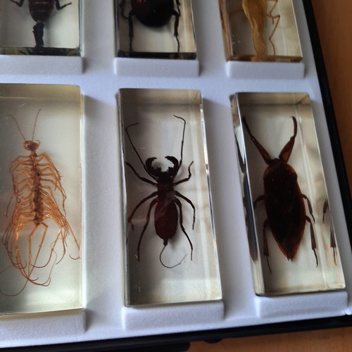 Insect collection like new with display case