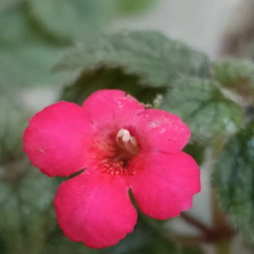 Achimenes erecta plant new