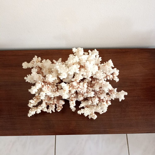 Vintage large natural white coral decor