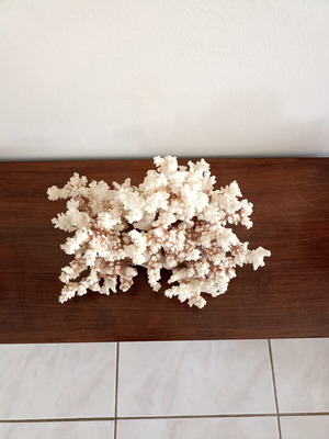 Vintage large natural white coral decor