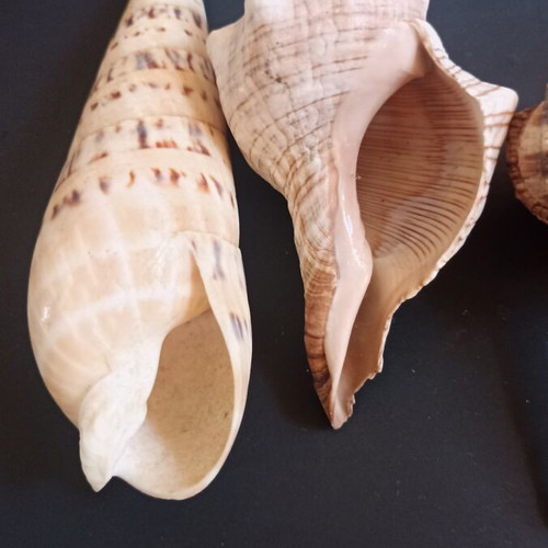 Collectible natural exotic seashells set of 4 pieces like new