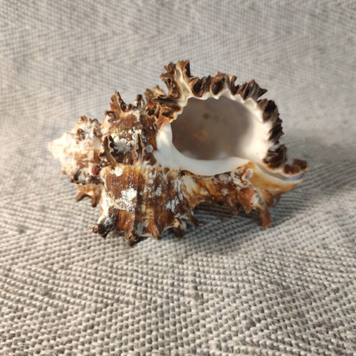 Seashell set like new, 4 pieces including starfish and Angel wings