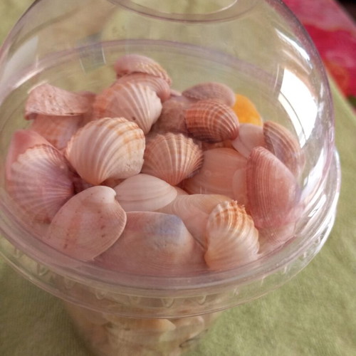 Rare collectible natural seashells like new for decoration and crafts