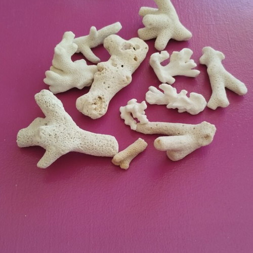 Various corals in a glass