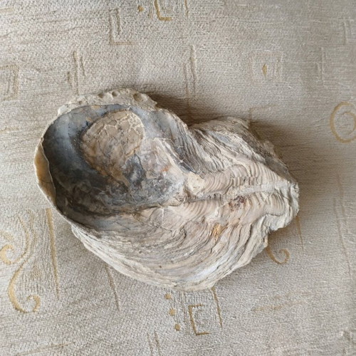 Fossilized mollusk shell like new