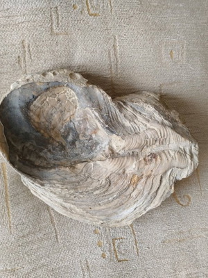 Fossilized mollusk shell like new
