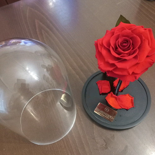 Forever Rose Fiorentino new long-lasting rose