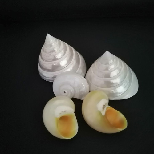 Polished seashells with iridescent pearl surface