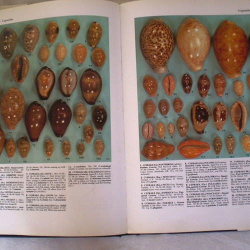 Natural sea shells used, collection of 137 pieces, selected