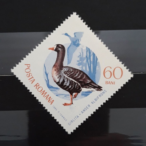 Γραμματόσημο Romania 1965 Birds Albifrons καινούργιο