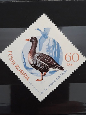 Γραμματόσημο Romania 1965 Birds Albifrons καινούργιο