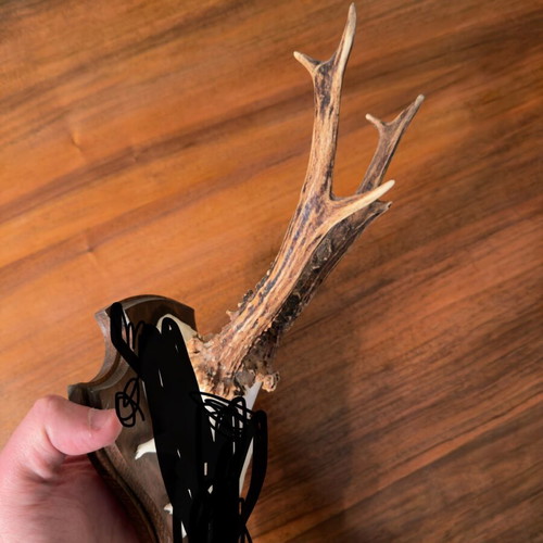 Small deer antlers used in wooden frame