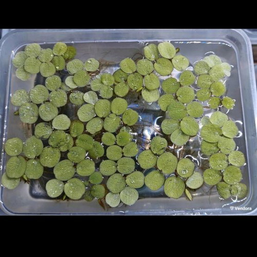 Salvinia Minima Aquarium Plant like new