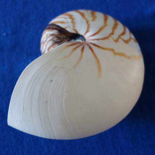 Decorative Nautilus Pompilius shell used