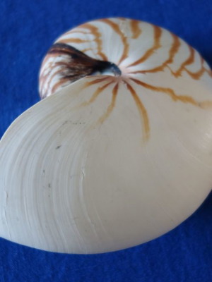 Decorative Nautilus Pompilius shell used
