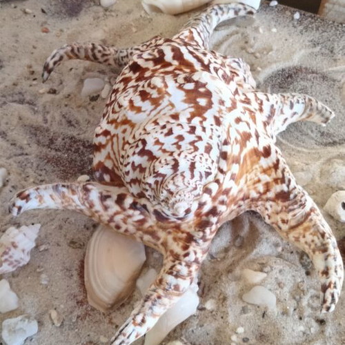 Harpago Chiragra Seashell New, Collectible Spider Conch Lambis Chiragra