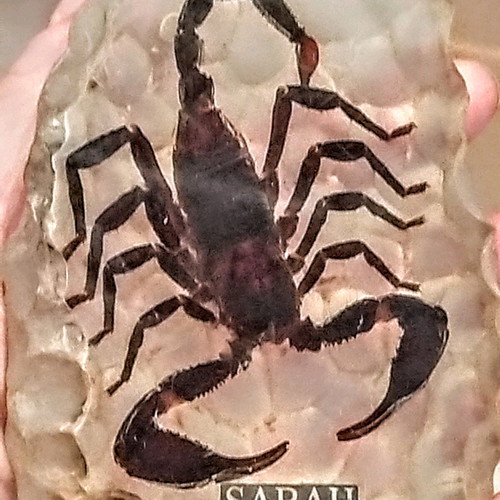 Large Scorpion in epoxy resin like new, souvenir from Malaysia