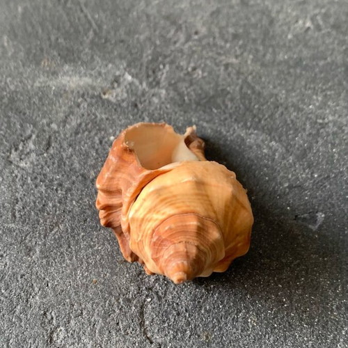 Shell used, as shown