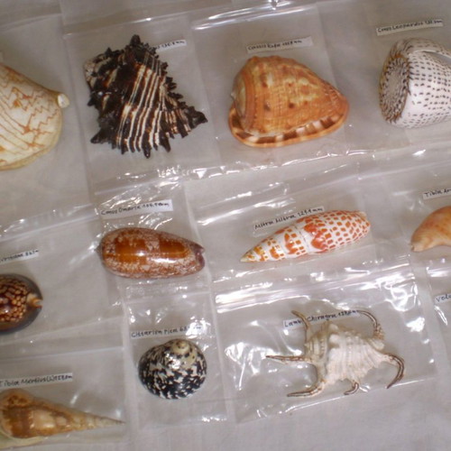 Natural sea shells used, collection of 137 pieces, selected