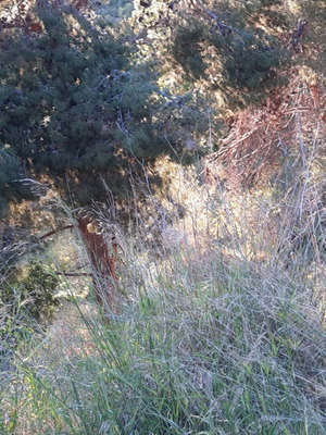 Οικόπεδο 1.000 m² στο Ντράφι Πικερμίου, εντός σχεδίου και οικοδομήσιμο