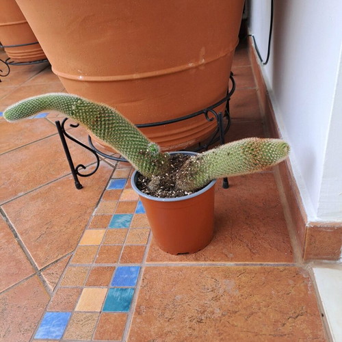 Cactus like new, large 33cm and 25cm length
