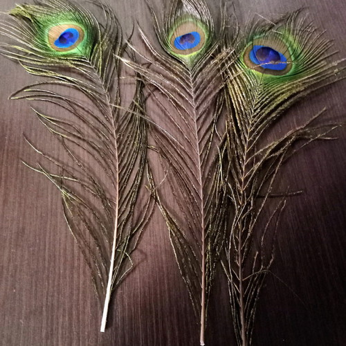 Peacock feather new, length 28 centimeters