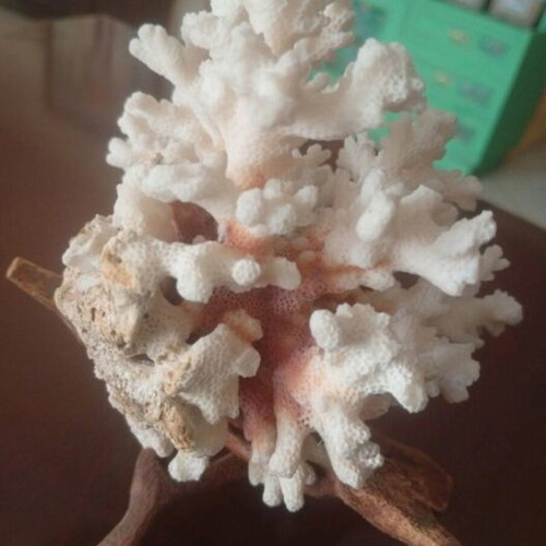 Natural coral Pocillopora verrucosa on driftwood base, like new