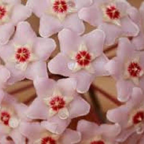 Hoya Carnosa seeds, 25 mix colors, scented climbing plant
